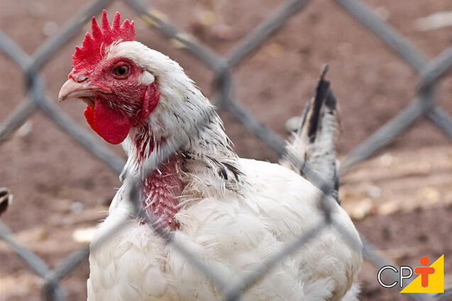 Galinhas: Avitaminose em galinhas