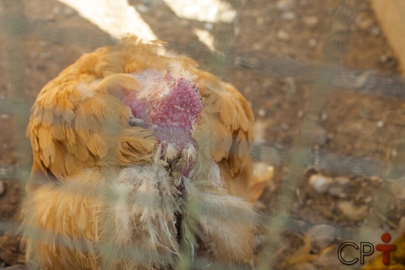 Galinhas: Epidermoptose em galinhas