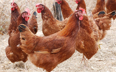 Galinhas: espiroquetose em galinhas