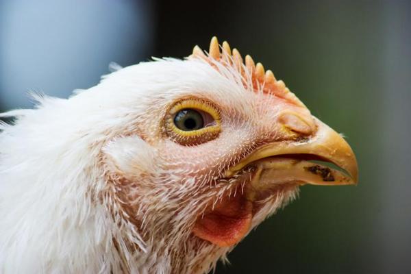 Galinhas: Estomatite em galinhas