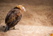 Galinhas: Estreptococose em galinhas
