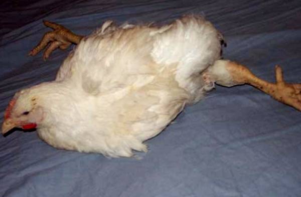 Galinhas: Knemidocoptose em galinhas