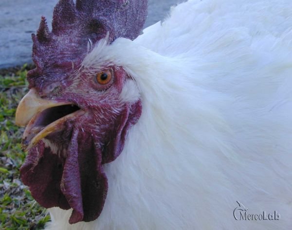 Galinhas: Ornitose em galinhas