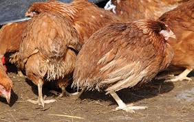 Galinhas: Pseudopraga em galinhas