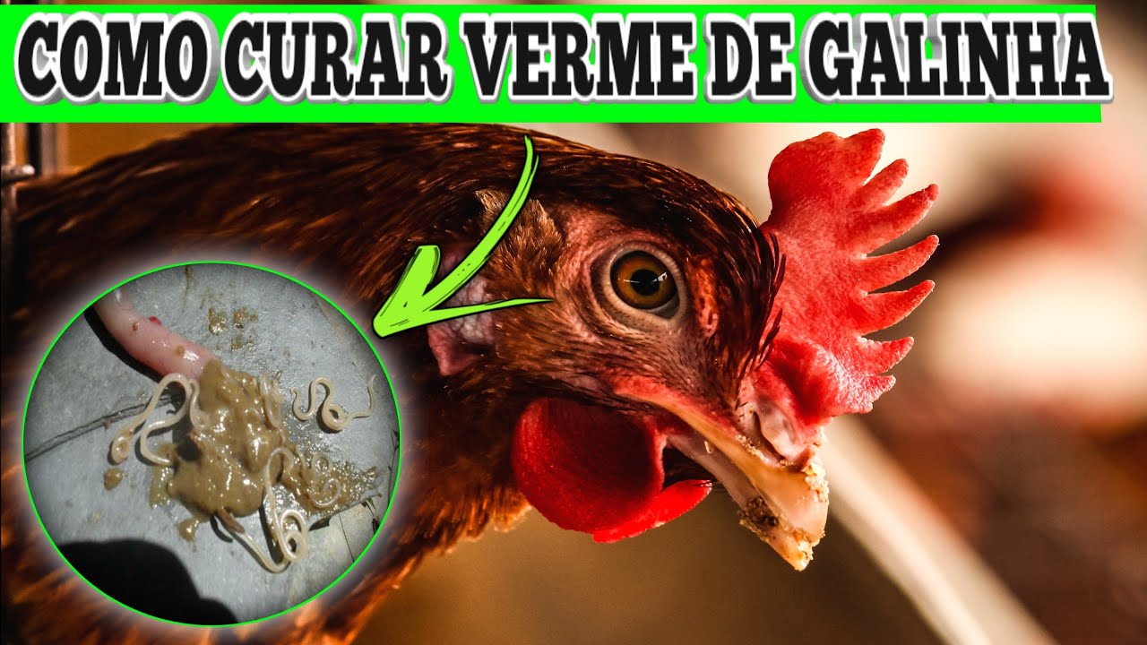 Galinhas: Removendo vermes de galinhas