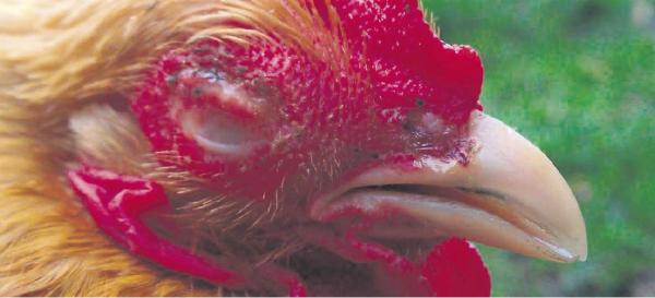 Galinhas: Sinusite em galinhas