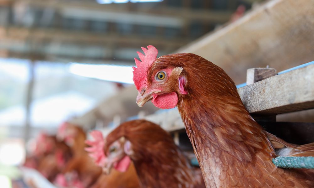 Galinhas: tratamento de gastroenterite em galinhas