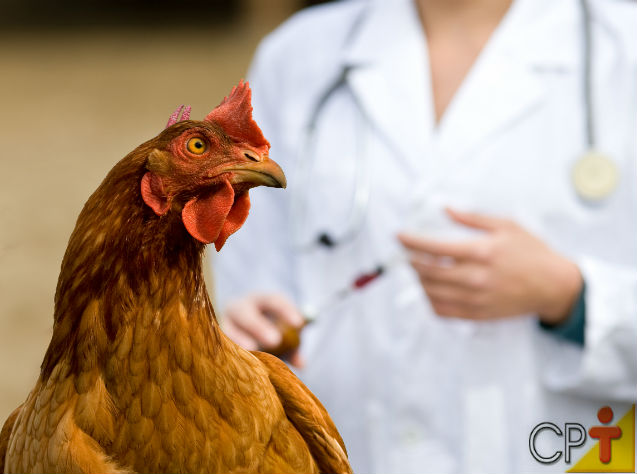 Galinhas: Vacinação de galinhas
