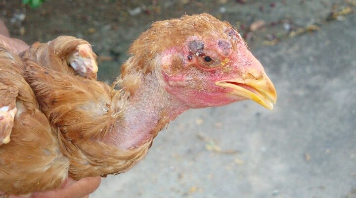 Galinhas: varíola em galinhas
