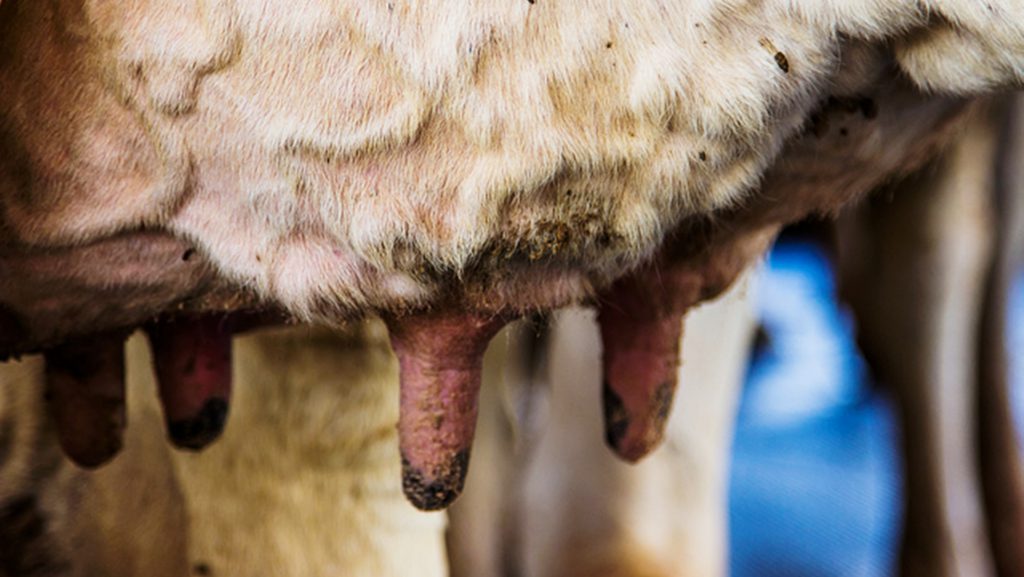 Mastite hemorrágica em vacas