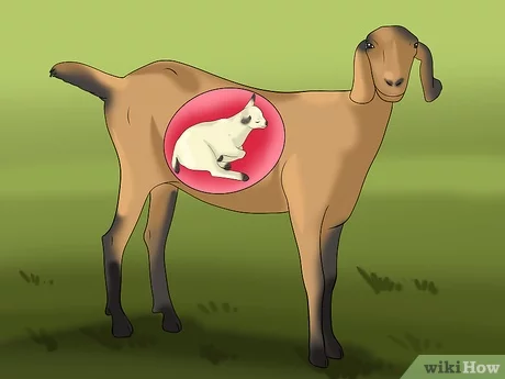 Métodos para determinar a gravidez em cabras