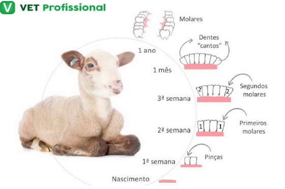 Métodos para determinar a idade de carneiros e ovelhas pelos dentes