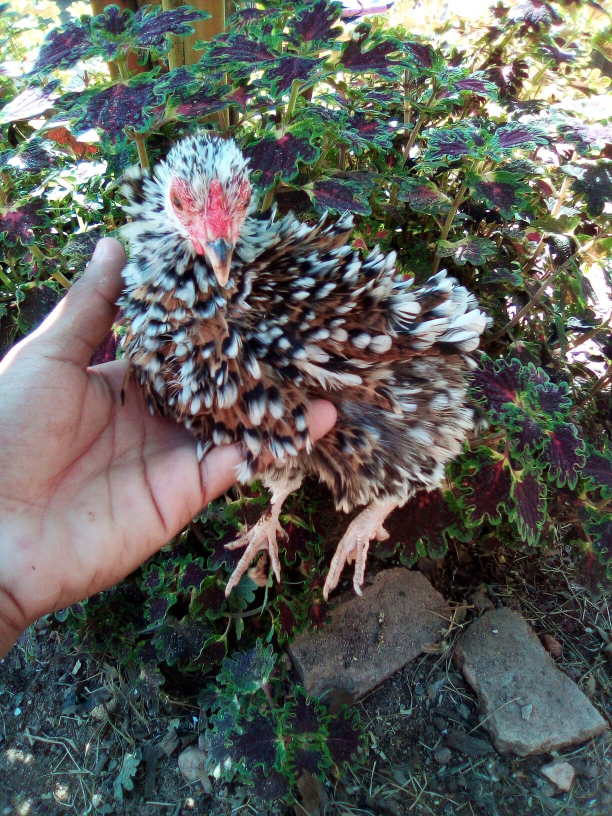 Mini galinhas