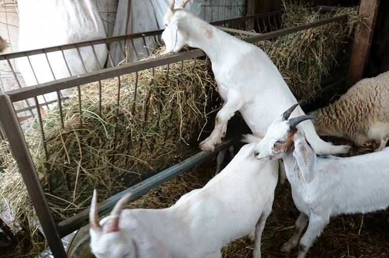 Noções básicas de criação e criação de cabras em casa para iniciantes