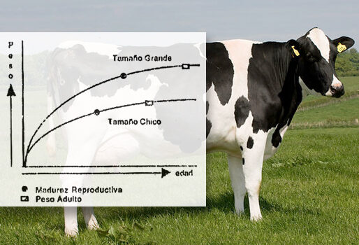 O que determina o peso médio de uma vaca?