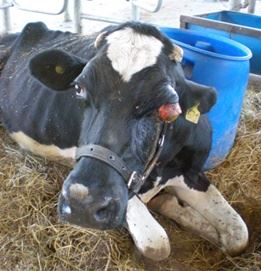 O que é leucemia em vacas?