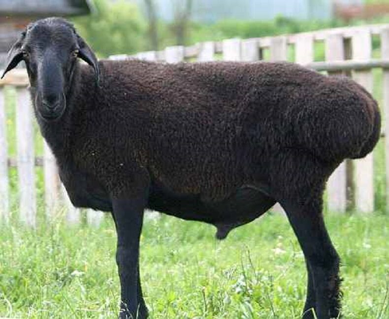 O que é uma ovelha de cauda gorda: raças, características distintivas