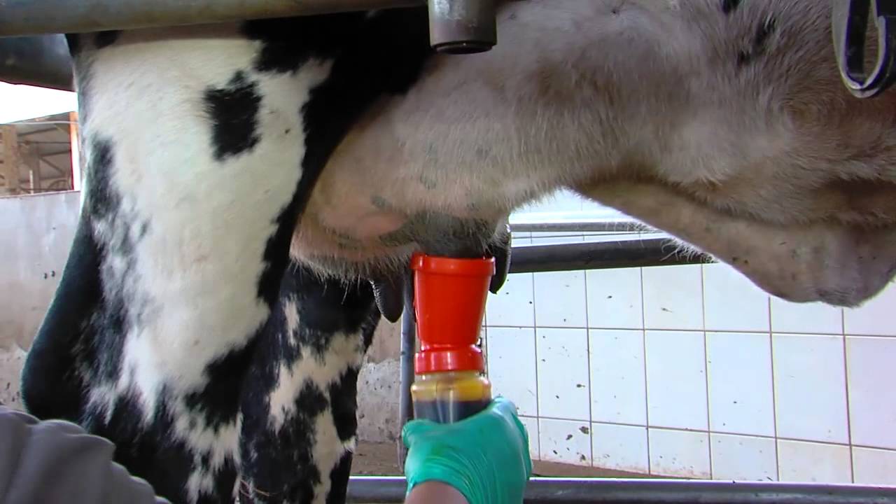 O que fazer se a goma de mascar de uma vaca acabar?