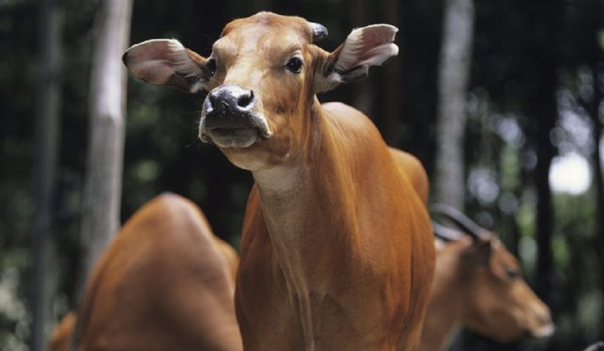 O que fazer se uma vaca estiver com diarreia?