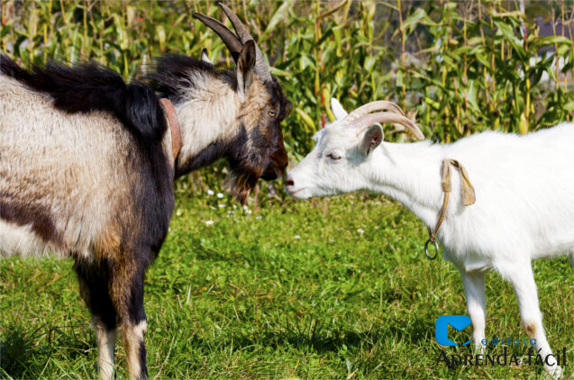 O que são raças de cabras leiteiras?