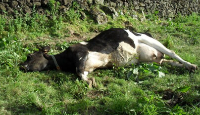 Paresia em uma vaca após o parto