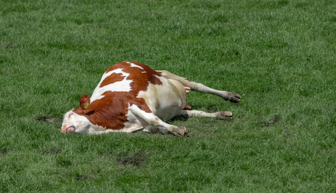 Por que a vaca não se levanta após o parto?