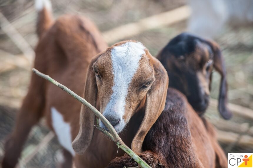 Por que as cabras núbias são tão valorizadas na criação de caprinos