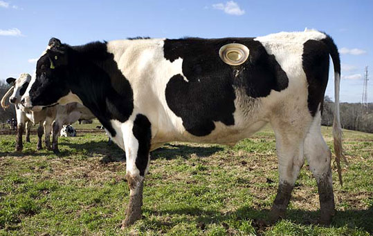 Por que as vacas têm um buraco nas laterais?