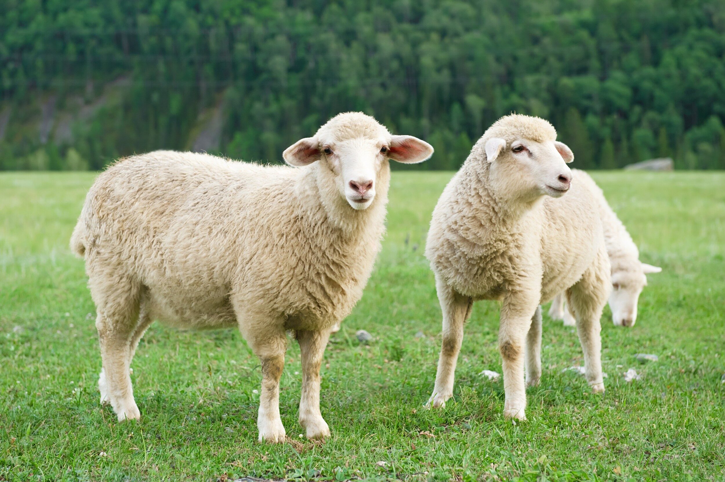 Quantos anos vivem os carneiros e ovelhas domésticos?