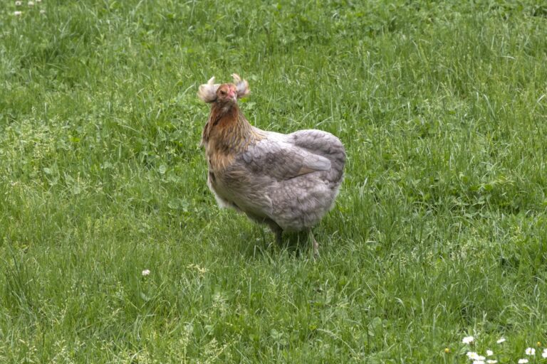 Raça de galinhas – Araucana