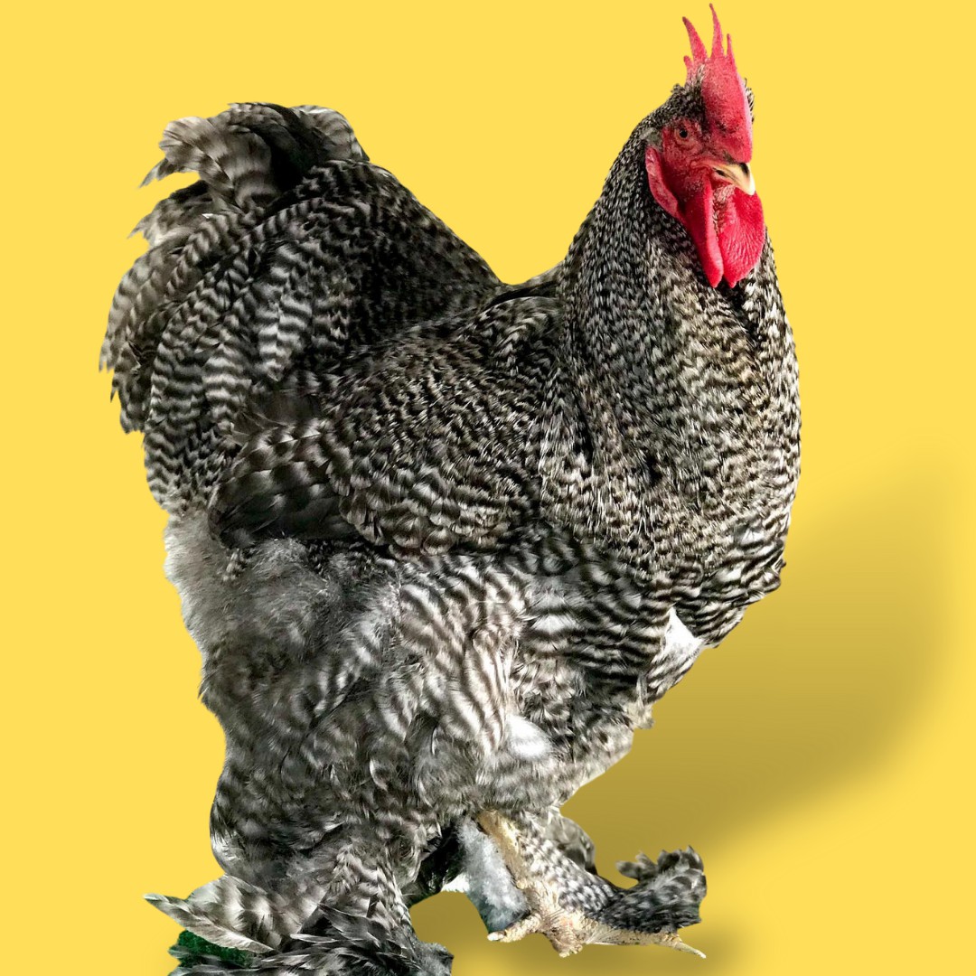 Raça de galinhas – cochinchins