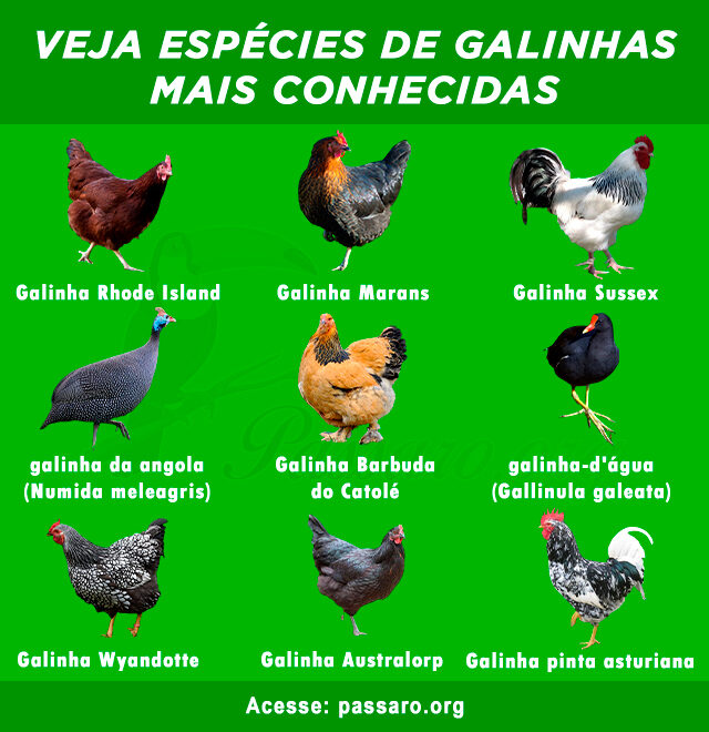 Raça de galinhas – Perna Verde
