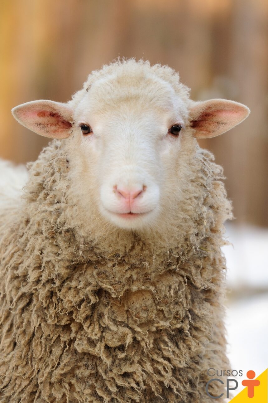 Raça de lã de carneiro Tashlinskaya: descrição, origem, criação