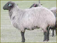 Raça de ovelhas Karakul: características, descrição