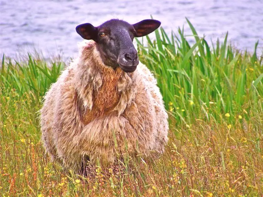 Raça de ovelhas Romanovskaya: aparência, vantagens e desvantagens, cuidados
