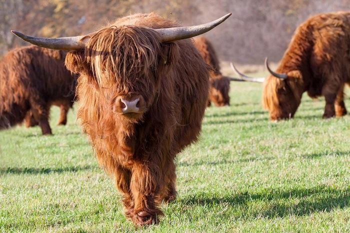Raça de vaca escocesa