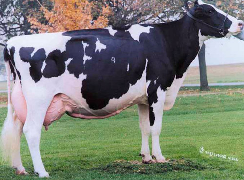 Raça de vaca holandesa