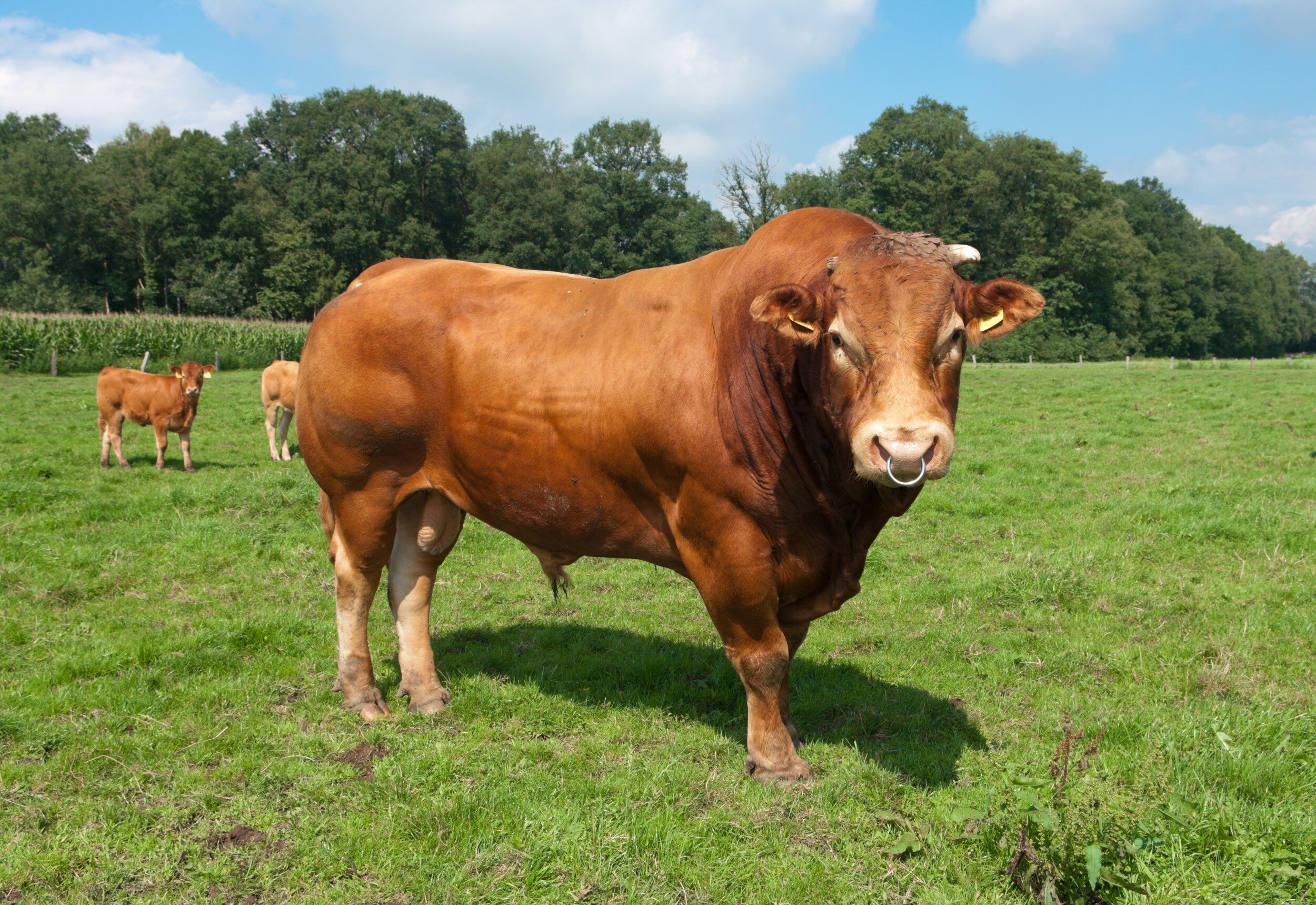 Raça de vaca Limousin