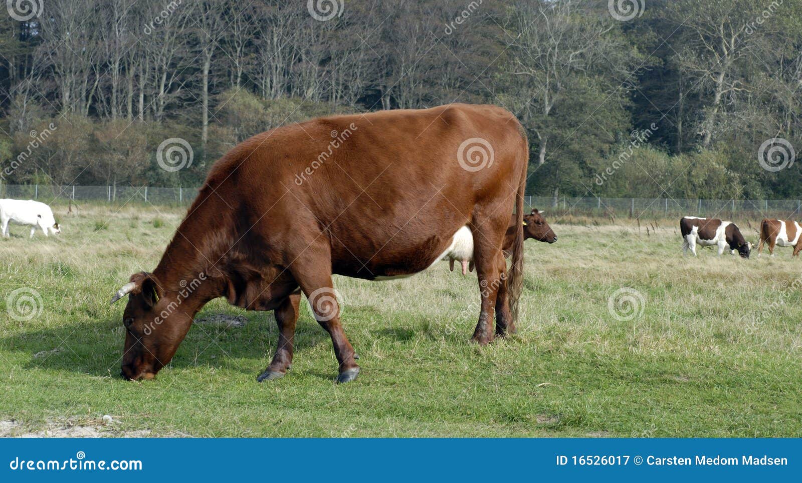 Raça de vaca vermelha dinamarquesa
