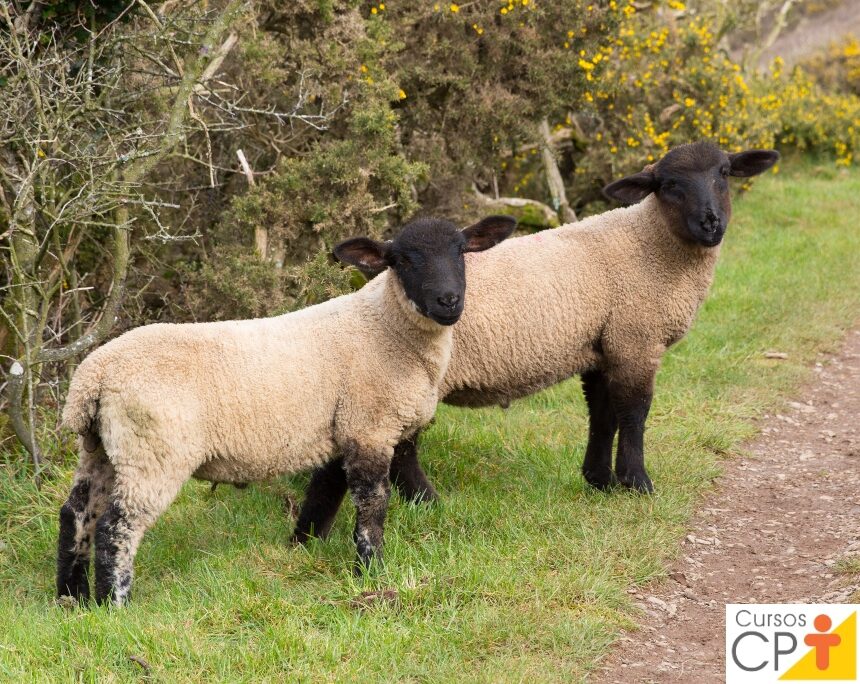 Raça inglesa de ovelhas Suffolk: aparência, descrição de ovelhas e carneiros da raça