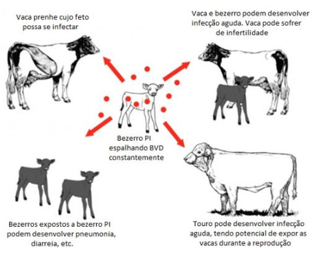 Tipos de infecções em bezerros e bovinos