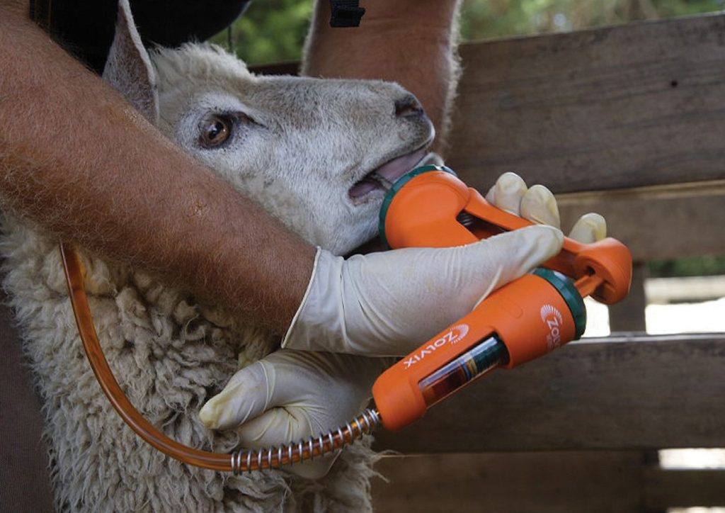 Tratamento de vermes em ovelhas: medicamentos, detecção, tratamento