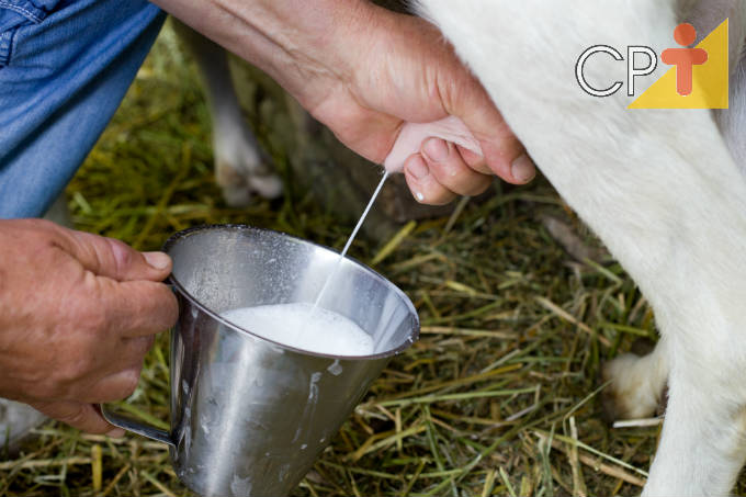 Tratamento eficaz para mastite em cabra