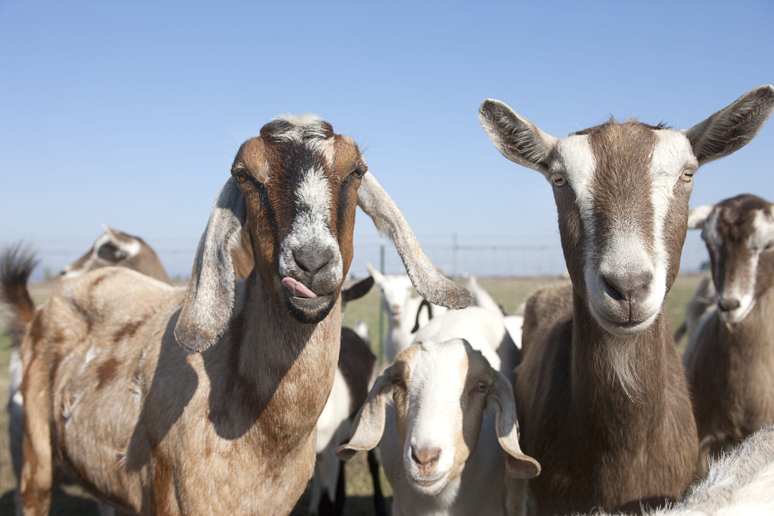 Variedades de raças de cabras leiteiras