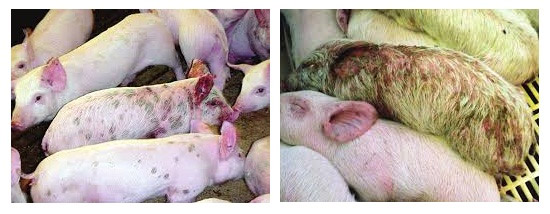 Varíola em porcos e leitões