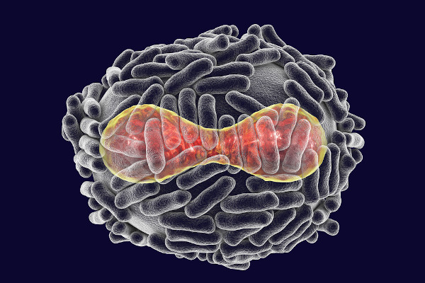 Vírus da varíola em ovinos e caprinos: características do patógeno, medidas de controle e prevenção