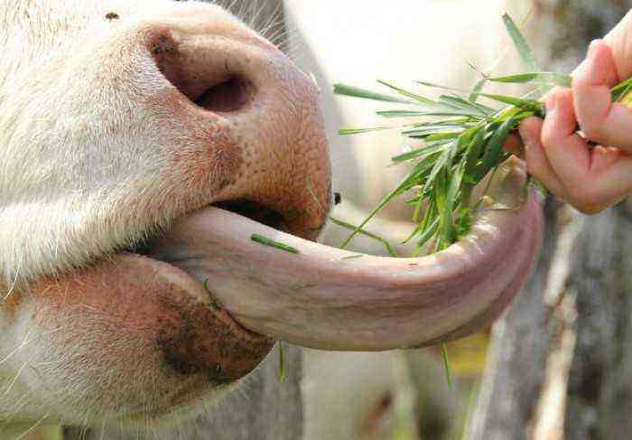 Boala limbii albastre la bovine