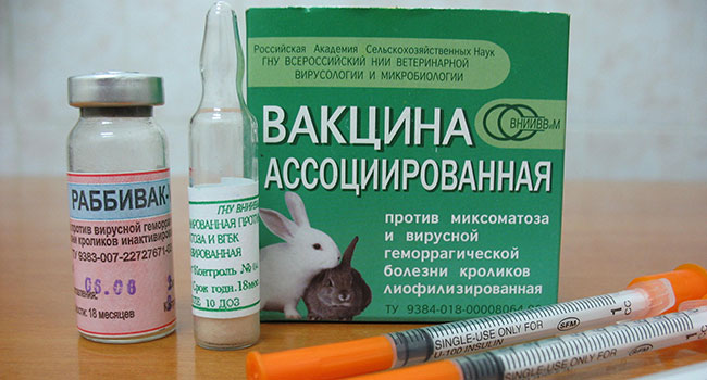 Ce și când sunt vaccinați iepurii