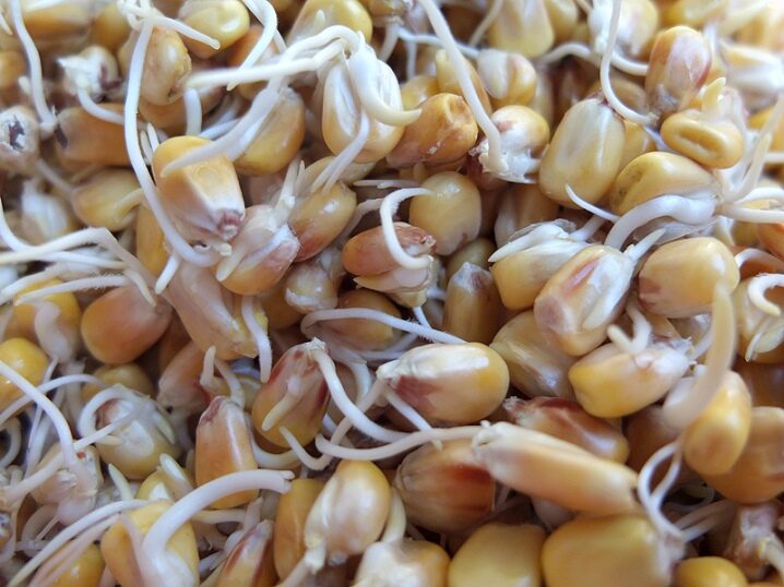 Cum să alegi și să germinezi cerealele pentru pui?