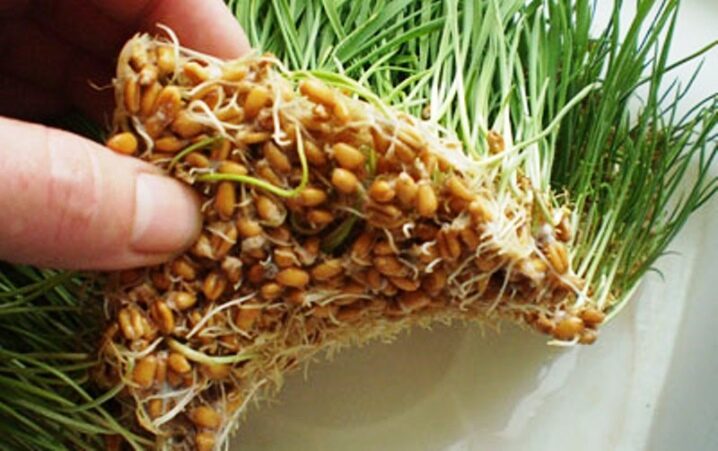 Cum să germinăm grâu pentru pui?